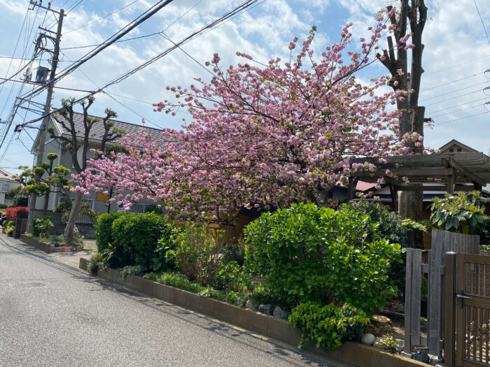 大和市上和田「カフェジャルダン」八重桜