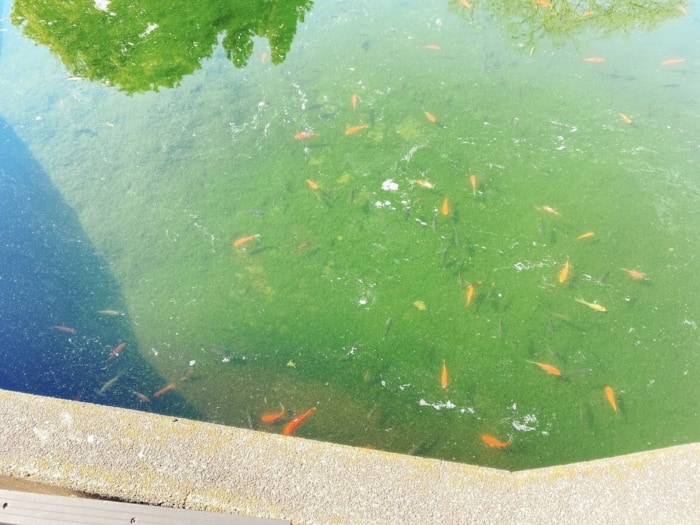 大和市上草柳「草柳園フィッシングセンター」園内の雰囲気、金魚の池